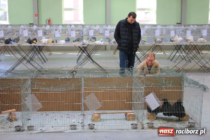 Zdjęcie w galerii na portalu naszraciborz.pl: Wystawa drobnego inwentarza w Pietrowicach Wielkich wiadomości z regionu