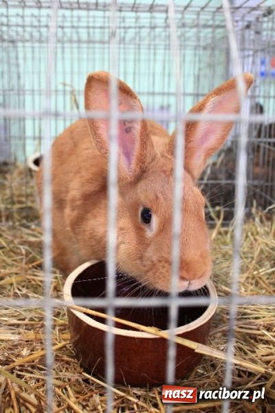 Zdjęcie w galerii na portalu naszraciborz.pl: Wystawa drobnego inwentarza w Pietrowicach Wielkich wiadomości z regionu