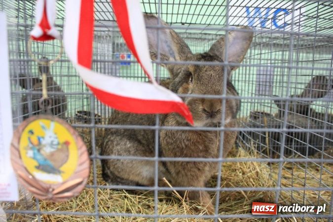 Zdjęcie w galerii na portalu naszraciborz.pl: Wystawa drobnego inwentarza w Pietrowicach Wielkich wiadomości z regionu