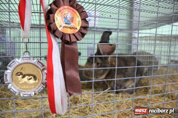 Zdjęcie w galerii na portalu naszraciborz.pl: Wystawa drobnego inwentarza w Pietrowicach Wielkich wiadomości z regionu