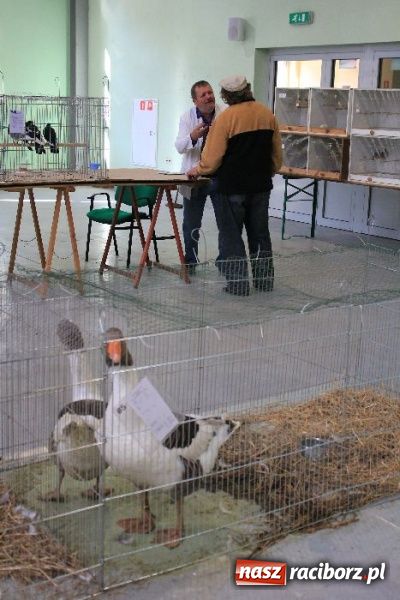 Zdjęcie w galerii na portalu naszraciborz.pl: Wystawa drobnego inwentarza w Pietrowicach Wielkich wiadomości z regionu