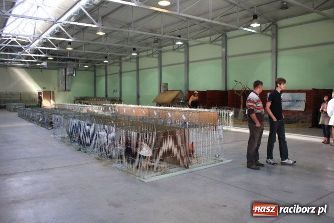 Zdjęcie w galerii na portalu naszraciborz.pl: Wystawa drobnego inwentarza w Pietrowicach Wielkich wiadomości z regionu