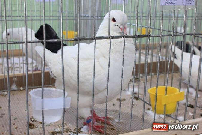 Zdjęcie w galerii na portalu naszraciborz.pl: Wystawa drobnego inwentarza w Pietrowicach Wielkich wiadomości z regionu