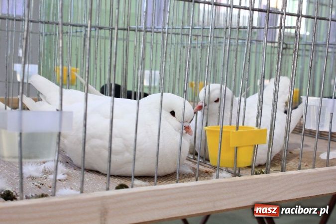 Zdjęcie w galerii na portalu naszraciborz.pl: Wystawa drobnego inwentarza w Pietrowicach Wielkich wiadomości z regionu