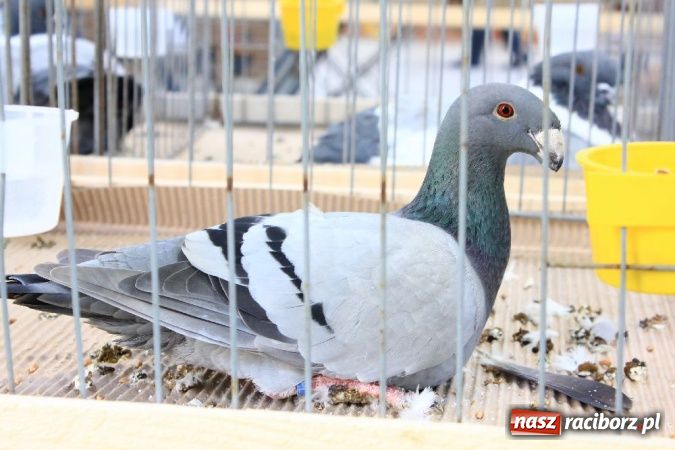 Zdjęcie w galerii na portalu naszraciborz.pl: Wystawa drobnego inwentarza w Pietrowicach Wielkich wiadomości z regionu