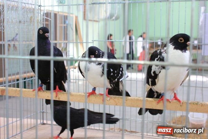 Zdjęcie w galerii na portalu naszraciborz.pl: Wystawa drobnego inwentarza w Pietrowicach Wielkich wiadomości z regionu