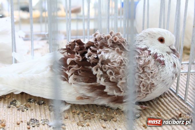 Zdjęcie w galerii na portalu naszraciborz.pl: Wystawa drobnego inwentarza w Pietrowicach Wielkich wiadomości z regionu