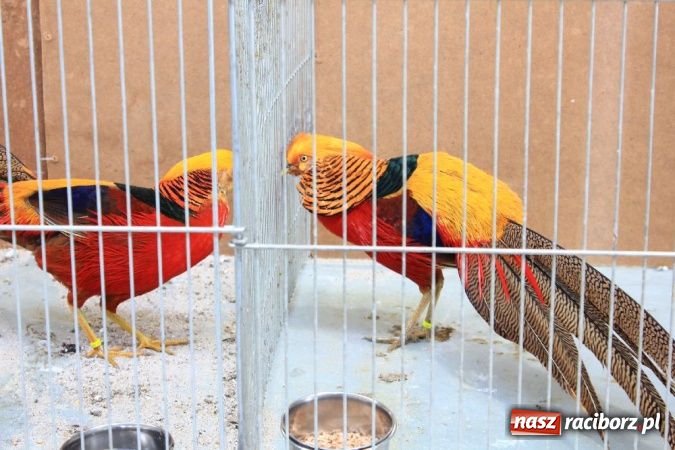 Zdjęcie w galerii na portalu naszraciborz.pl: Wystawa drobnego inwentarza w Pietrowicach Wielkich wiadomości z regionu