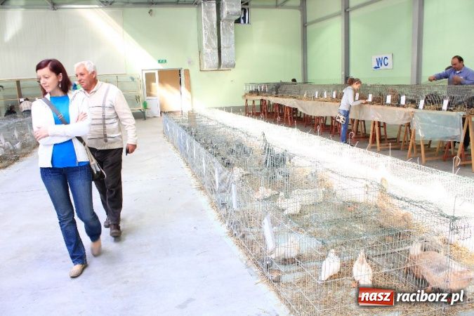 Zdjęcie w galerii na portalu naszraciborz.pl: Wystawa drobnego inwentarza w Pietrowicach Wielkich wiadomości z regionu