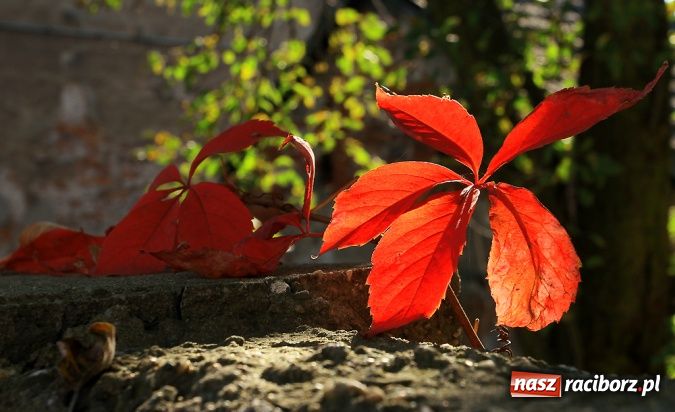 Zdjęcie w galerii na portalu naszraciborz.pl: Barwy jesieni światłem malowane... wiadomości z regionu