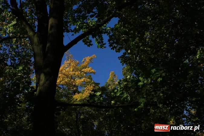 Zdjęcie w galerii na portalu naszraciborz.pl: Barwy jesieni światłem malowane... wiadomości z regionu