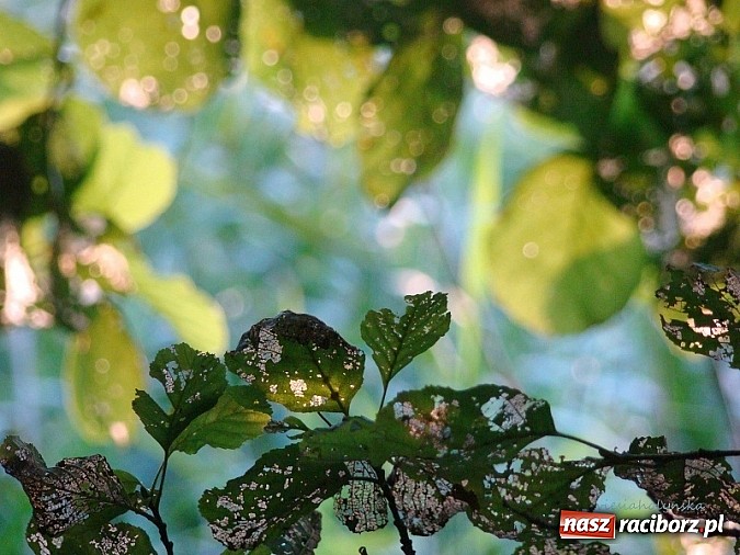 Zdjęcie w galerii na portalu naszraciborz.pl: Wernisaż Wiesławy Hołyńskiej wiadomości z regionu