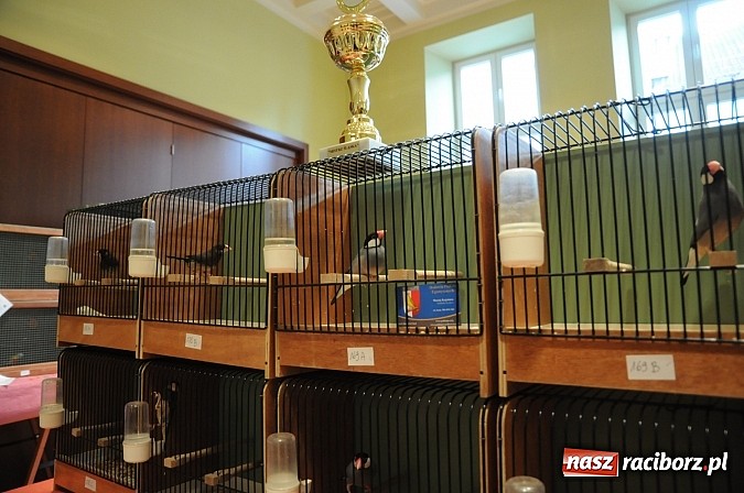 Zdjęcie w galerii na portalu naszraciborz.pl: RCK wypełnił się ptasim śpiewem wiadomości z regionu