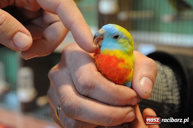 Zdjęcie w galerii na portalu naszraciborz.pl: RCK wypełnił się ptasim śpiewem wiadomości z regionu