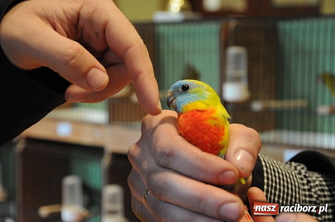 Zdjęcie w galerii na portalu naszraciborz.pl: RCK wypełnił się ptasim śpiewem wiadomości z regionu