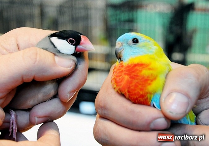 Zdjęcie w galerii na portalu naszraciborz.pl: RCK wypełnił się ptasim śpiewem wiadomości z regionu