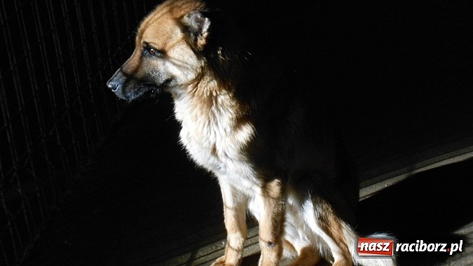 Zdjęcie w galerii na portalu naszraciborz.pl: Prezes Towarzystwa Opieki nad Zwierzętami we Wrocławiu dystansuje się od afery? wiadomości z regionu