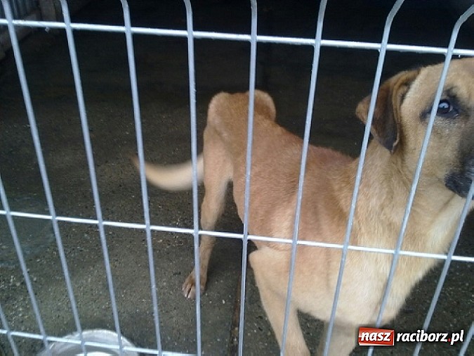Zdjęcie w galerii na portalu naszraciborz.pl: Prezes Towarzystwa Opieki nad Zwierzętami we Wrocławiu dystansuje się od afery? wiadomości z regionu