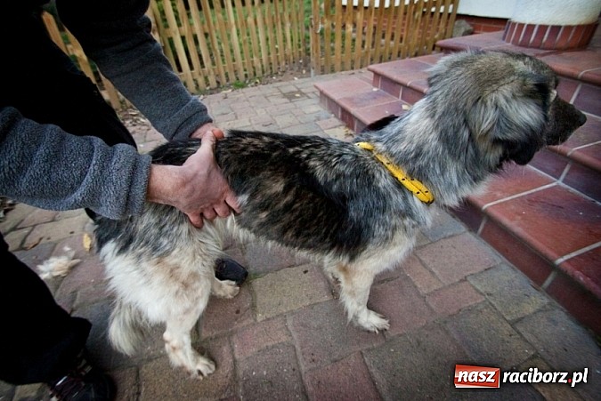 Zdjęcie w galerii na portalu naszraciborz.pl: Prezes Towarzystwa Opieki nad Zwierzętami we Wrocławiu dystansuje się od afery? wiadomości z regionu