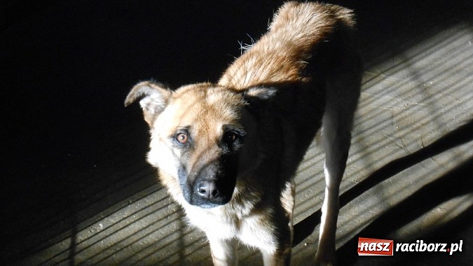 Zdjęcie w galerii na portalu naszraciborz.pl: Prezes Towarzystwa Opieki nad Zwierzętami we Wrocławiu dystansuje się od afery? wiadomości z regionu