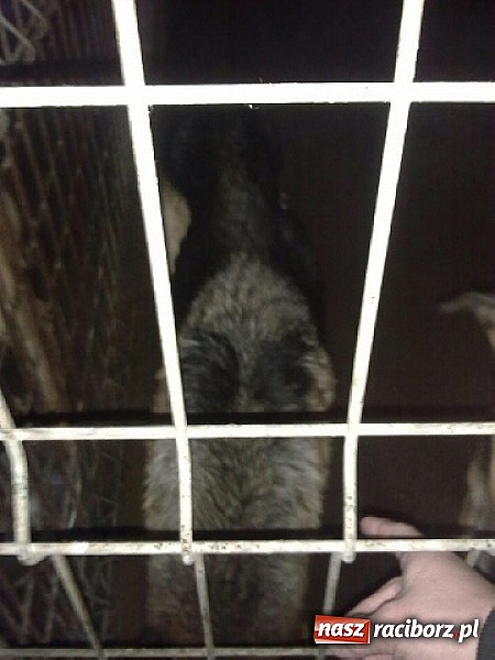 Zdjęcie w galerii na portalu naszraciborz.pl: Prezes Towarzystwa Opieki nad Zwierzętami we Wrocławiu dystansuje się od afery? wiadomości z regionu