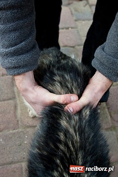 Zdjęcie w galerii na portalu naszraciborz.pl: Prezes Towarzystwa Opieki nad Zwierzętami we Wrocławiu dystansuje się od afery? wiadomości z regionu