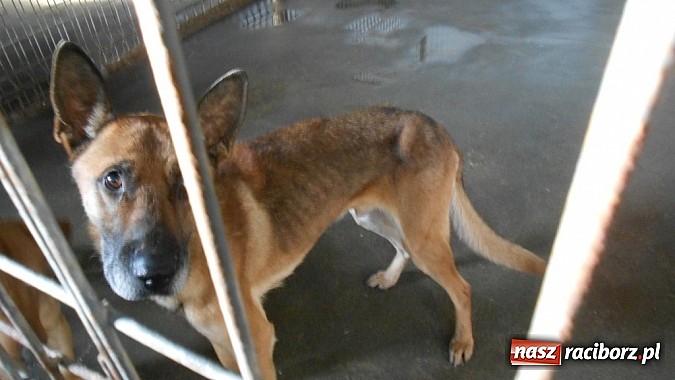 Zdjęcie w galerii na portalu naszraciborz.pl: Prezes Towarzystwa Opieki nad Zwierzętami we Wrocławiu dystansuje się od afery? wiadomości z regionu