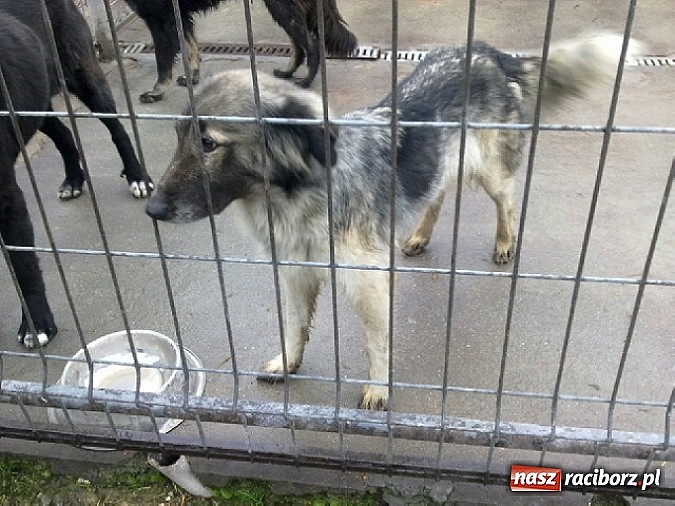 Zdjęcie w galerii na portalu naszraciborz.pl: Prezes Towarzystwa Opieki nad Zwierzętami we Wrocławiu dystansuje się od afery? wiadomości z regionu