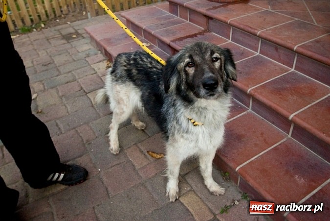 Zdjęcie w galerii na portalu naszraciborz.pl: Prezes Towarzystwa Opieki nad Zwierzętami we Wrocławiu dystansuje się od afery? wiadomości z regionu