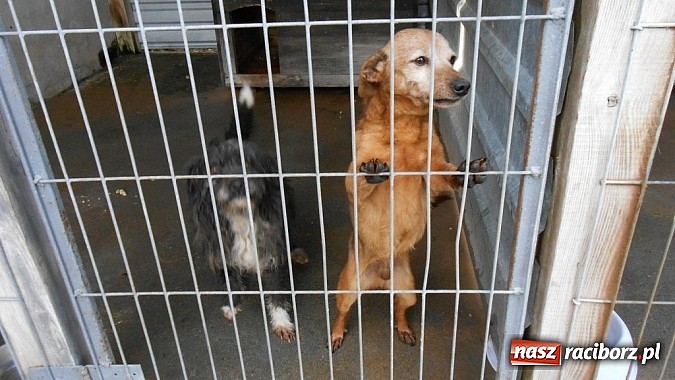 Zdjęcie w galerii na portalu naszraciborz.pl: Prezes Towarzystwa Opieki nad Zwierzętami we Wrocławiu dystansuje się od afery? wiadomości z regionu