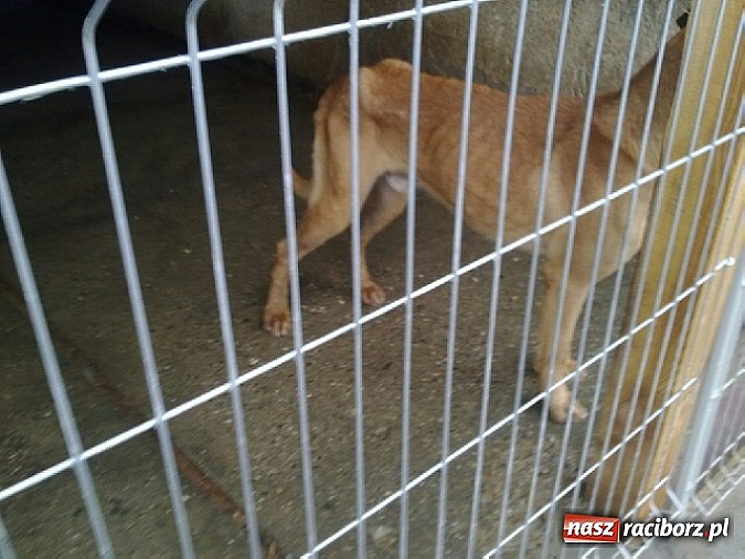 Zdjęcie w galerii na portalu naszraciborz.pl: Prezes Towarzystwa Opieki nad Zwierzętami we Wrocławiu dystansuje się od afery? wiadomości z regionu