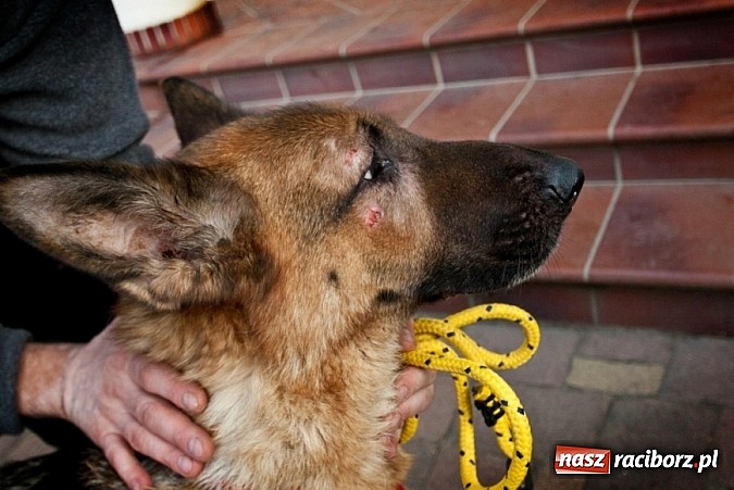 Zdjęcie w galerii na portalu naszraciborz.pl: Prezes Towarzystwa Opieki nad Zwierzętami we Wrocławiu dystansuje się od afery? wiadomości z regionu