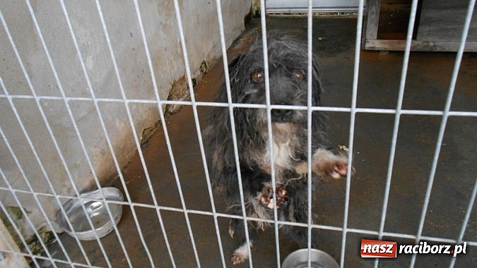 Zdjęcie w galerii na portalu naszraciborz.pl: Prezes Towarzystwa Opieki nad Zwierzętami we Wrocławiu dystansuje się od afery? wiadomości z regionu