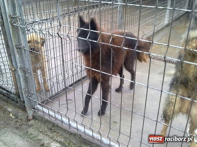 Zdjęcie w galerii na portalu naszraciborz.pl: Prezes Towarzystwa Opieki nad Zwierzętami we Wrocławiu dystansuje się od afery? wiadomości z regionu
