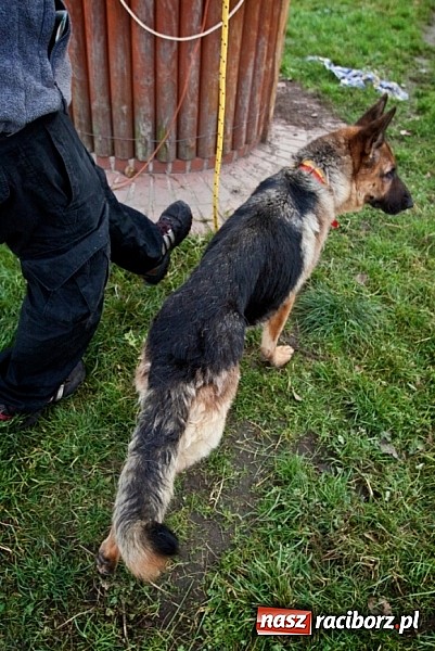 Zdjęcie w galerii na portalu naszraciborz.pl: Prezes Towarzystwa Opieki nad Zwierzętami we Wrocławiu dystansuje się od afery? wiadomości z regionu
