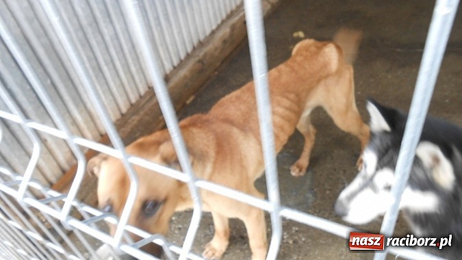 Zdjęcie w galerii na portalu naszraciborz.pl: Prezes Towarzystwa Opieki nad Zwierzętami we Wrocławiu dystansuje się od afery? wiadomości z regionu