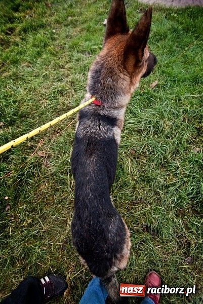 Zdjęcie w galerii na portalu naszraciborz.pl: Prezes Towarzystwa Opieki nad Zwierzętami we Wrocławiu dystansuje się od afery? wiadomości z regionu