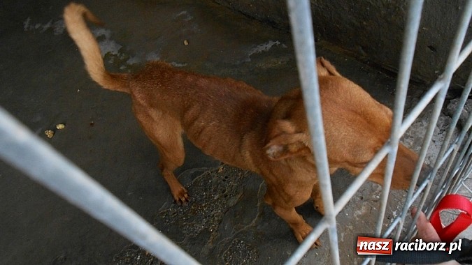 Zdjęcie w galerii na portalu naszraciborz.pl: Prezes Towarzystwa Opieki nad Zwierzętami we Wrocławiu dystansuje się od afery? wiadomości z regionu