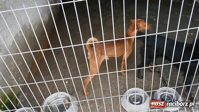 Zdjęcie w galerii na portalu naszraciborz.pl: Prezes Towarzystwa Opieki nad Zwierzętami we Wrocławiu dystansuje się od afery? wiadomości z regionu