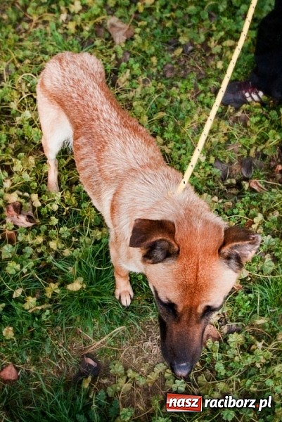 Zdjęcie w galerii na portalu naszraciborz.pl: Prezes Towarzystwa Opieki nad Zwierzętami we Wrocławiu dystansuje się od afery? wiadomości z regionu