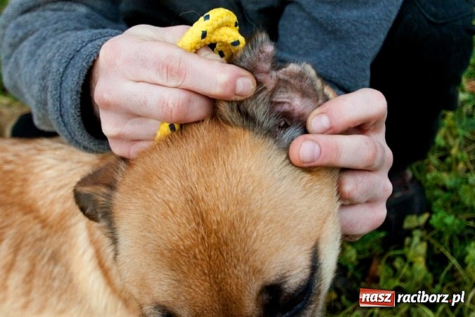 Zdjęcie w galerii na portalu naszraciborz.pl: Prezes Towarzystwa Opieki nad Zwierzętami we Wrocławiu dystansuje się od afery? wiadomości z regionu