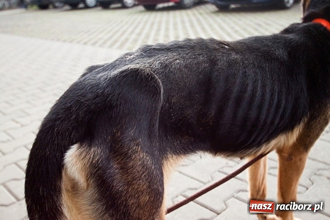 Zdjęcie w galerii na portalu naszraciborz.pl: Prezes Towarzystwa Opieki nad Zwierzętami we Wrocławiu dystansuje się od afery? wiadomości z regionu