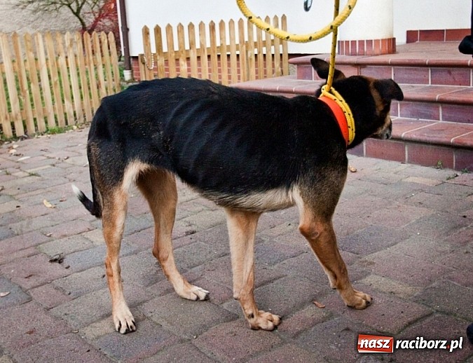 Zdjęcie w galerii na portalu naszraciborz.pl: Prezes Towarzystwa Opieki nad Zwierzętami we Wrocławiu dystansuje się od afery? wiadomości z regionu