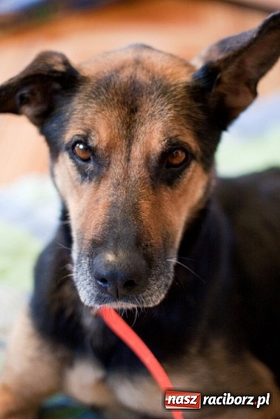 Zdjęcie w galerii na portalu naszraciborz.pl: Prezes Towarzystwa Opieki nad Zwierzętami we Wrocławiu dystansuje się od afery? wiadomości z regionu