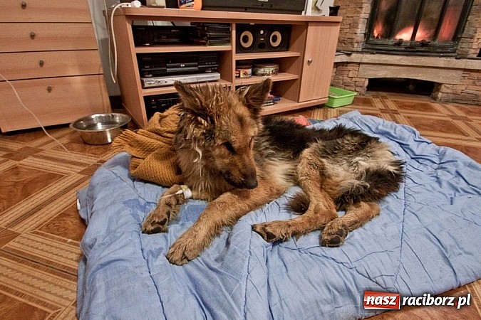 Zdjęcie w galerii na portalu naszraciborz.pl: Prezes Towarzystwa Opieki nad Zwierzętami we Wrocławiu dystansuje się od afery? wiadomości z regionu