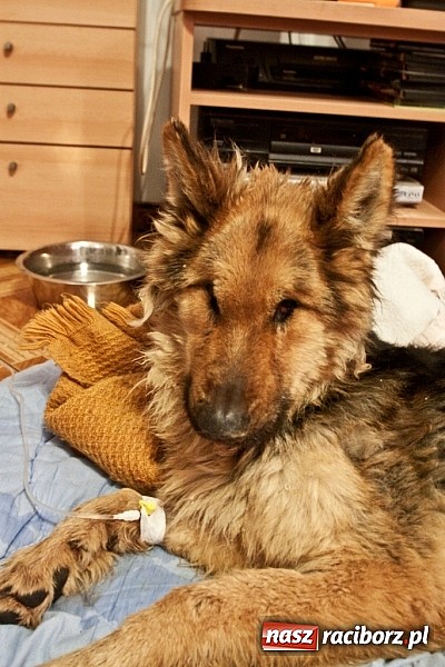 Zdjęcie w galerii na portalu naszraciborz.pl: Prezes Towarzystwa Opieki nad Zwierzętami we Wrocławiu dystansuje się od afery? wiadomości z regionu