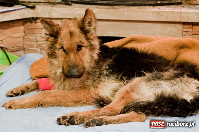 Zdjęcie w galerii na portalu naszraciborz.pl: Prezes Towarzystwa Opieki nad Zwierzętami we Wrocławiu dystansuje się od afery? wiadomości z regionu