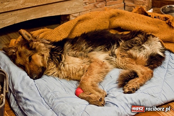 Zdjęcie w galerii na portalu naszraciborz.pl: Prezes Towarzystwa Opieki nad Zwierzętami we Wrocławiu dystansuje się od afery? wiadomości z regionu