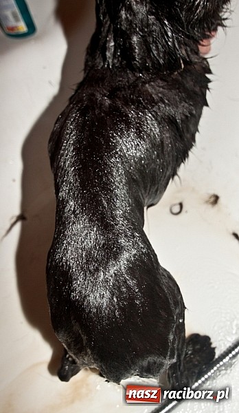 Zdjęcie w galerii na portalu naszraciborz.pl: Prezes Towarzystwa Opieki nad Zwierzętami we Wrocławiu dystansuje się od afery? wiadomości z regionu