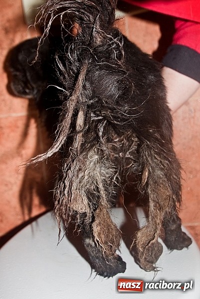 Zdjęcie w galerii na portalu naszraciborz.pl: Prezes Towarzystwa Opieki nad Zwierzętami we Wrocławiu dystansuje się od afery? wiadomości z regionu